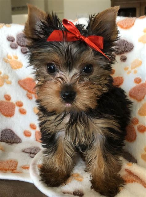 Seven Cedars Yorkies - Yorkshire Terrier Puppies for Sale in Darrington ...