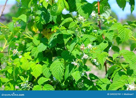 Arbusto De Frambuesa Con Flores Y Hojas Verdes Imagen De Archivo