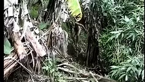 Sex Prisoners Of War Xhamster