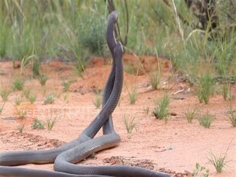 Tranding Viral Video Snake Swallowed Another Snake Watch Viral Snake