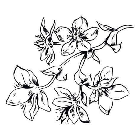 Ilustração em preto e branco do ramo das flores Baixar PNG SVG