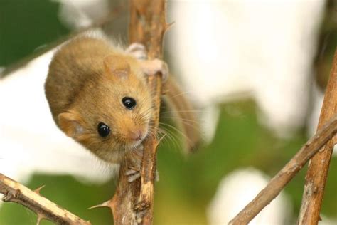 Hazel dormouse - Alchetron, The Free Social Encyclopedia