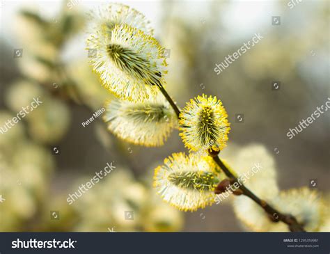 Beautiful Pussy Willow Flowers Branches Flowering Stock Photo 1295359981 Shutterstock