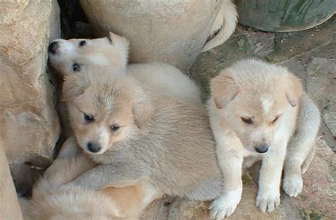 Canaan Dog Dependable Intelligent And Excellent Herder