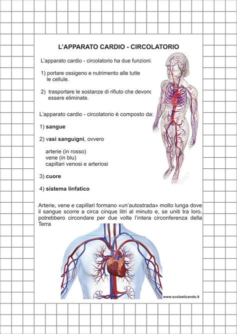 Composizione Dellapparato Circolatorio Scienza Immagini Di Scuola