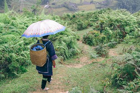 Woman In Traditional Hmong Clothes Hiking On Vietnam Rice Fields Sapa