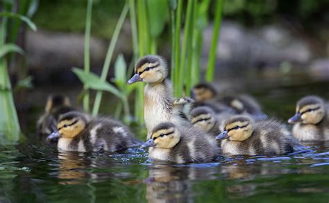 We have ducklings | Garden Pond Forums