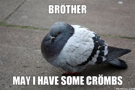 Funny Pigeon Meme