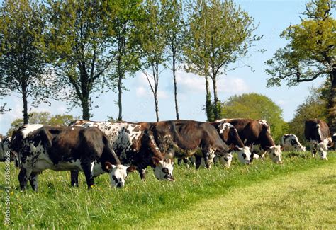 Vaches de race Normande au pré une rangée d arbres en fond France