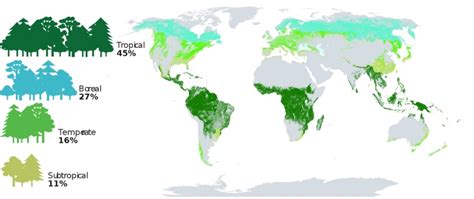 Występowanie lasów na świecie z podziałem na ich rodzaje tropikalne