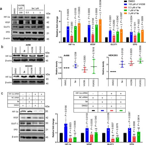 A small molecule HIF 1α stabilizer that accelerates diabetic wound