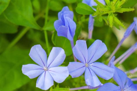 Blue Flower Dan Plant - Free photo on Pixabay - Pixabay