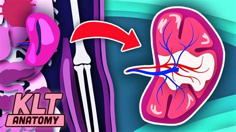 I Am Your Spleen Klt Anatomy Youtube