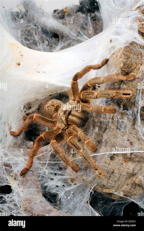 Killimanjaro Mustard Baboon Spider Pterinochilus Chordatus Crawling