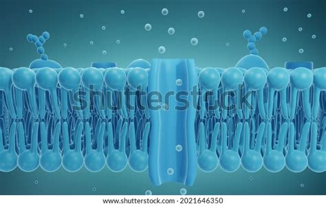 Ion Channels Photos and Images & Pictures | Shutterstock