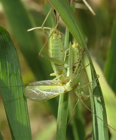 Bug Eric: Tree Cricket Courtship