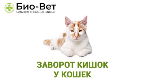Заворот кишок у кошек. Ветеринарная клиника Био-Вет. - YouTube