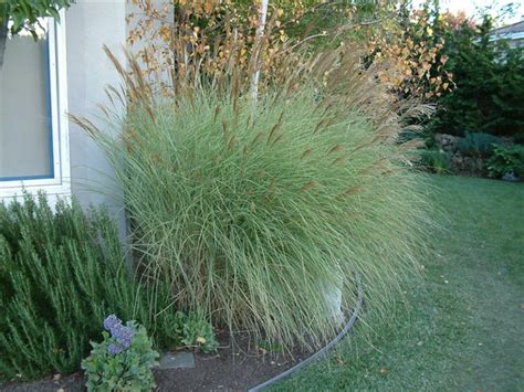 Miscanthus Sinensis Morning Light