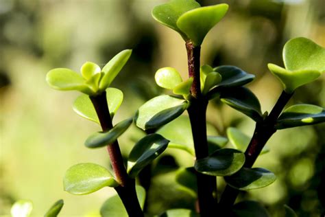 Jade Plant Crassula Ovata The Complete Guide Gardening Champion