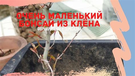 Бонсай из клена. Правила формирования и пересадки бонсай из клёна ...
