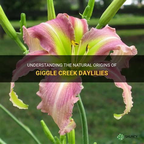 Understanding The Natural Origins Of Giggle Creek Daylilies Shuncy