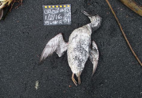 A Hot Blob In The Pacific Ocean Caused 1 Million Seabirds To Die Live