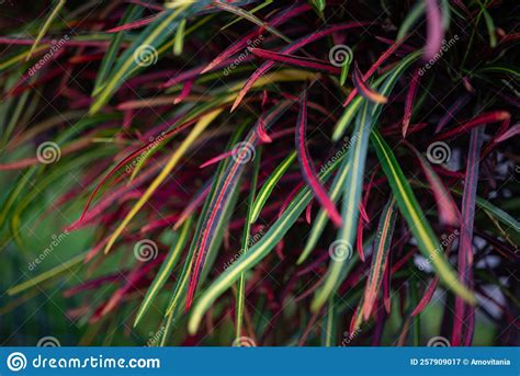 Fire Croton Or Codiaeum Variegatum Foliage Narrow Leaves Of Zanzibar