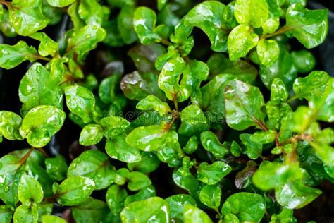 Red Watercress Organic Plant Vegetables Stock Image Image Of Greens