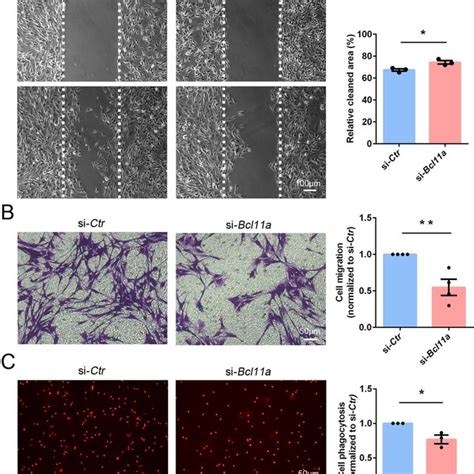 Bcl A Knockdown Impairs Schwann Cell Migration And Phagocytosis A