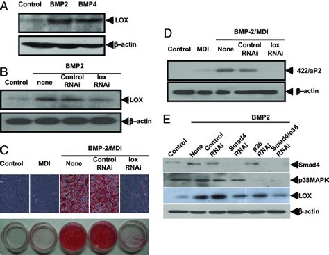 Role Of Lox In The Bmp Induced Commitment To The Adipocyte Lineage A