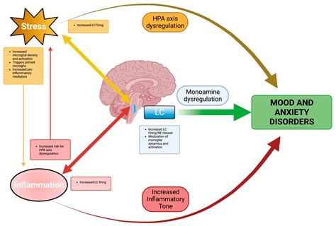 Neuroglia Free Full Text Convergence Of Pro Stress And Pro