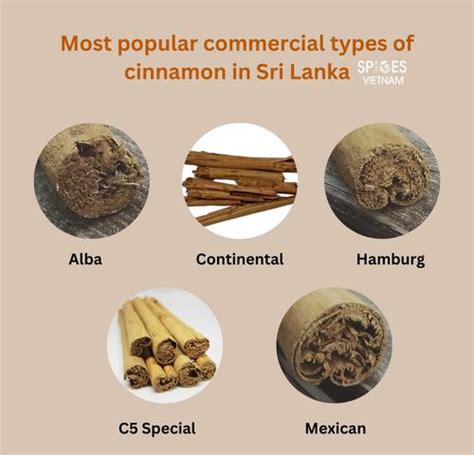 A Comprehensive Guide To Ceylon Cinnamon Spicesvietnam