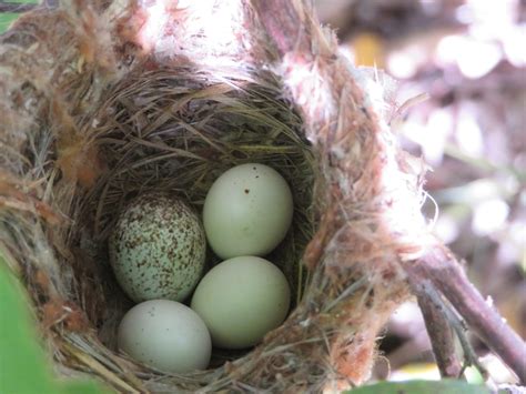 Homes for Native Songbirds - River Partners