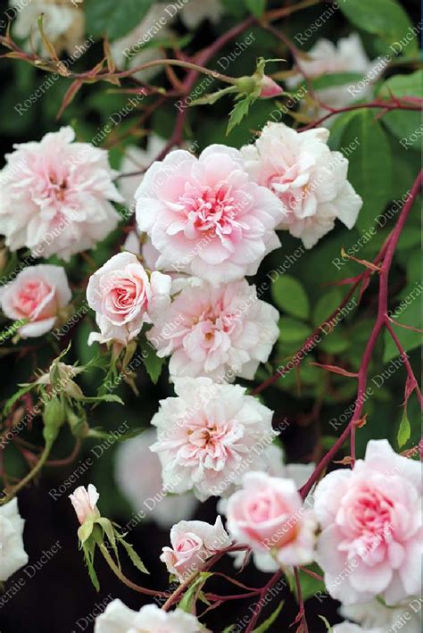 Roses Ducher Climbing Rose Mademoiselle Cecile Brunner Grimpant