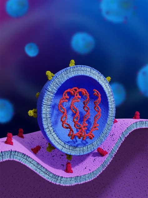 Cell Entry Of A Liposome Stock Illustration Illustration Of Protein