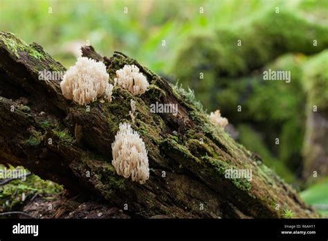 Crown Fungi Hi Res Stock Photography And Images Alamy