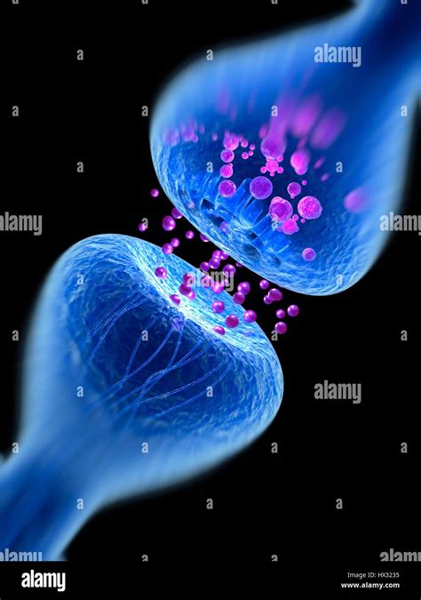 Synapse Computer Illustration Of A Synapse The Junction Between Two