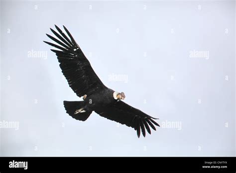 Cóndor Andino Vultur Gryphus Volando Chile Parque Nacional Torres