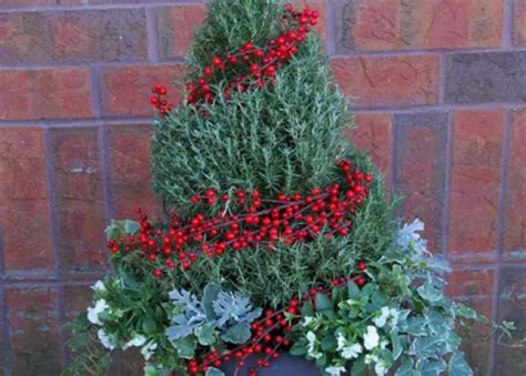 Diy Outdoor Christmas Garden Armstrong Garden Centers