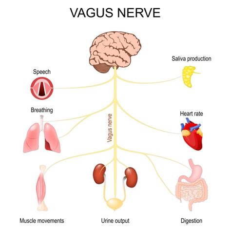 Vagus Nerve Stimulation: Benefits, Uses, And Side Effects