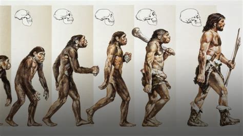 Clipart Evolution Of Man Timeline