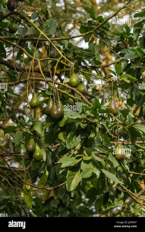 Avocado Tree Persea Americana With Fruit Stock Photo Alamy