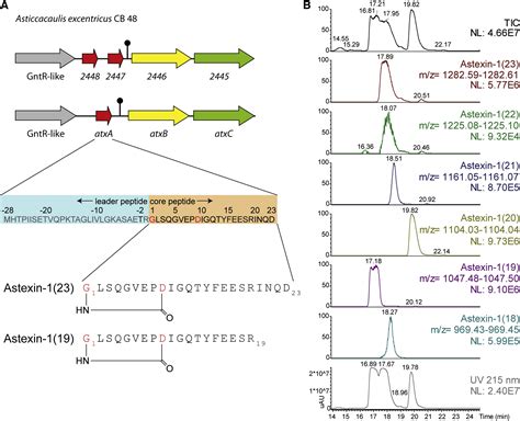 The Astexin Lasso Peptides Biosynthesis Stability And Structural