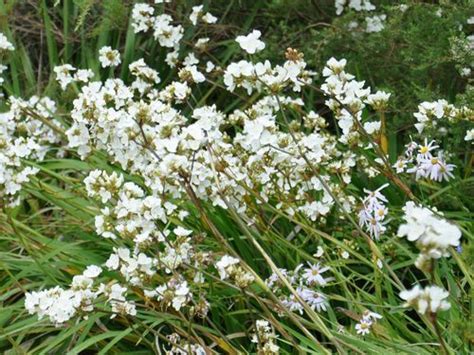 Libertia Plant | How to Grow | Gardeners HQ