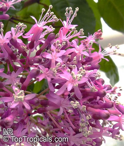 Fuchsia arborescens (Common name: Lilac Fuchsia) | Top Tropicals Plant ...