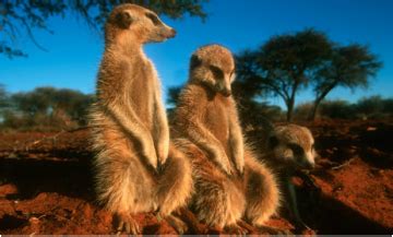 Habitat - Meerkats