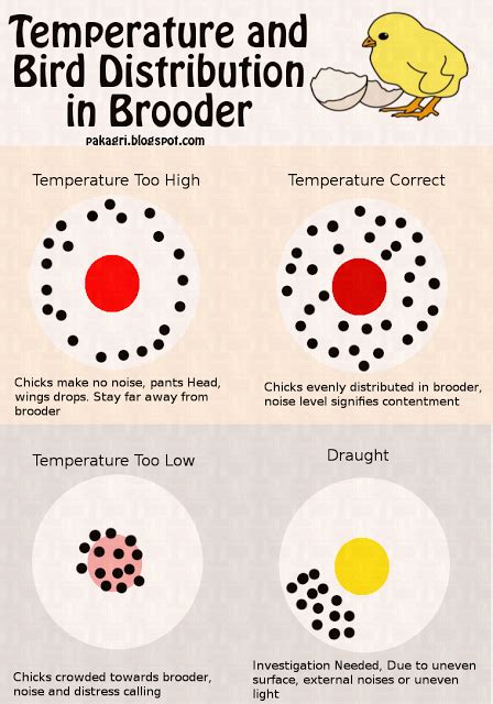 Duck Brooder Temperature Chart