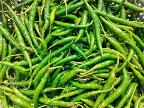 Green chilies (chili), spicy food kashmiri mirch stock image Green ...