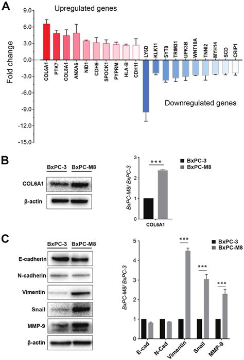 Differential Expression Of Genes Between The BxPC 3 And BxPC M8 Cell