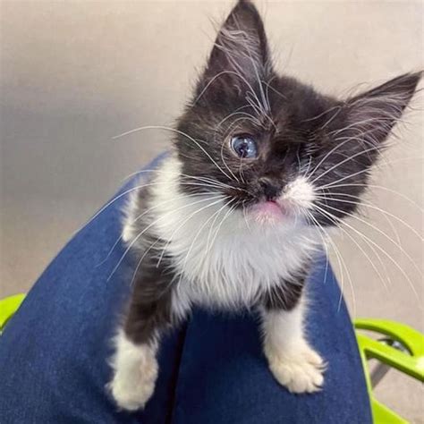 Un chaton né avec un seul œil vient demander de l aide pour pouvoir